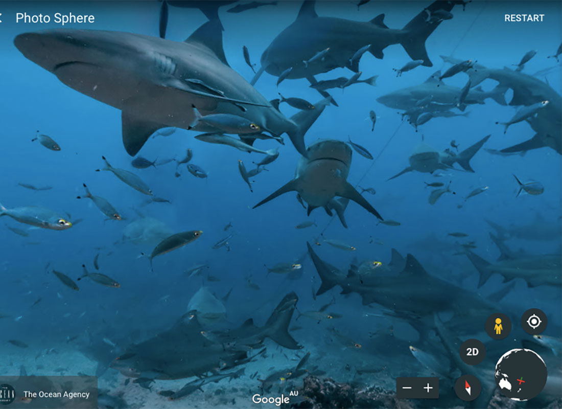 A school of sharks and some very brave fish